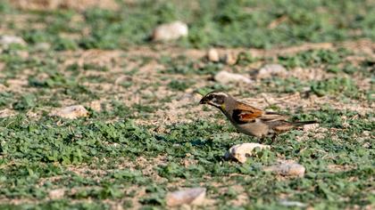 Dead Sea Sparrow