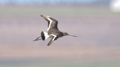 Black-tailed Godwit