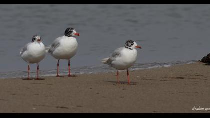 Mediterranean Gull