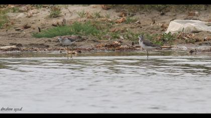 Marsh Sandpiper