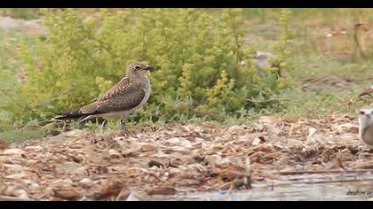 Collared Pratincole