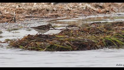 Broad-billed Sandpiper