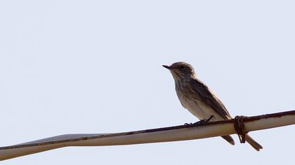 Spotted Flycatcher