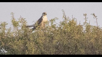 Lanner Falcon