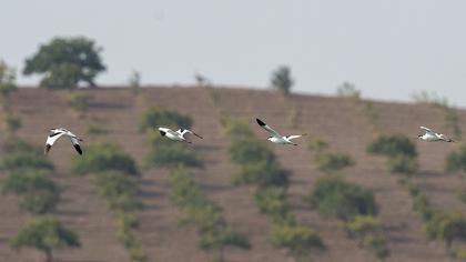 Pied Avocet
