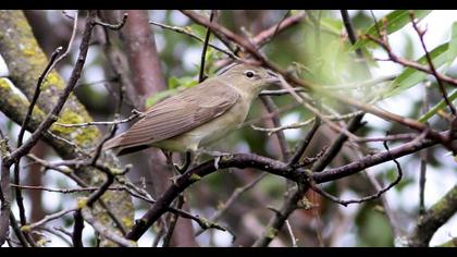 Garden Warbler