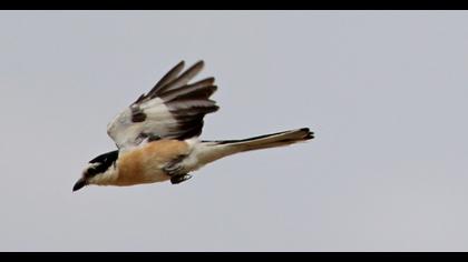 Masked Shrike