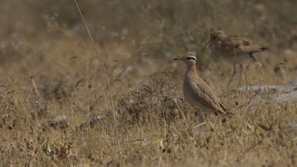 Cream-colored Courser