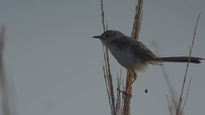 Delicate prinia