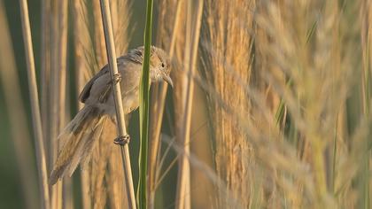 Iraq Babbler
