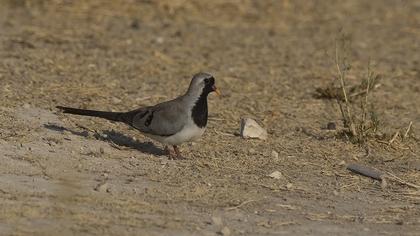 Namaqua Dove
