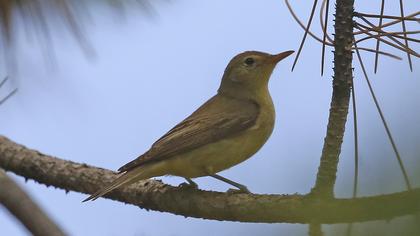 Icterine Warbler