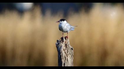 Whiskered Tern