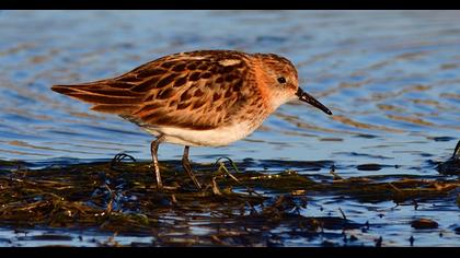 Little Stint