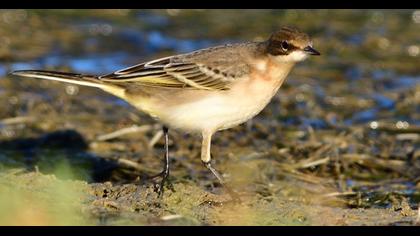 Western Yellow Wagtail