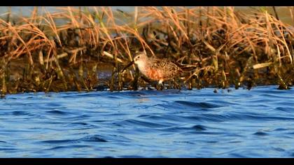Curlew Sandpiper