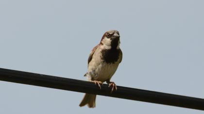 House Sparrow