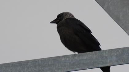 Western Jackdaw