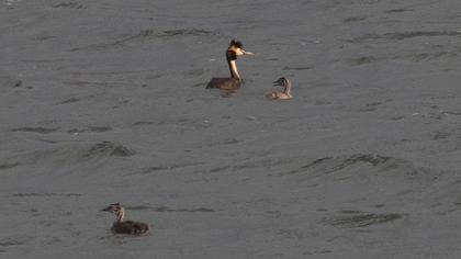 Great Crested Grebe