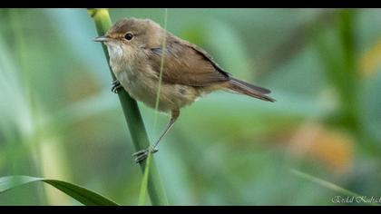 Eurasian Reed Warbler