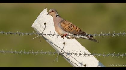 European Turtle Dove