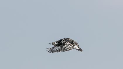 Pied Kingfisher