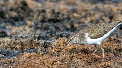 Common Sandpiper