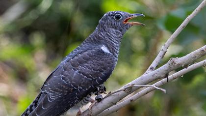 Common Cuckoo