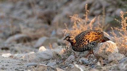 Black Francolin