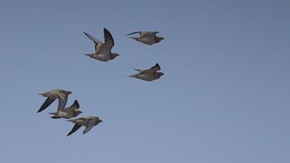 Pin-tailed Sandgrouse