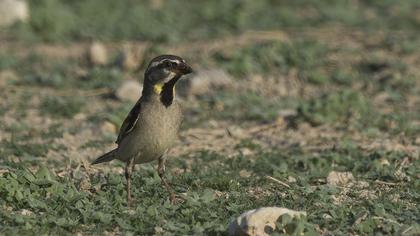 Dead Sea Sparrow
