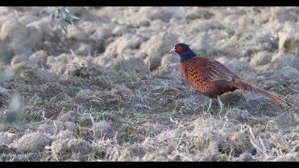 Common Pheasant