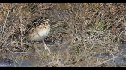 Eurasian Skylark