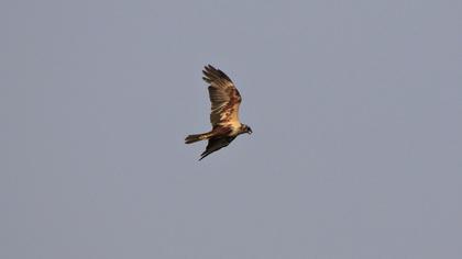 Western Marsh Harrier