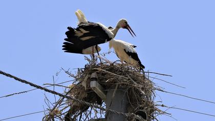 White Stork