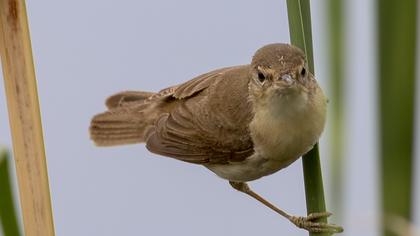 Eurasian Reed Warbler