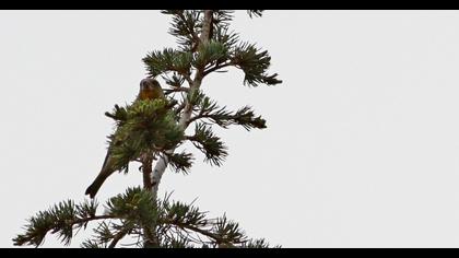 European Greenfinch