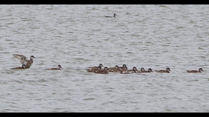 Red-crested Pochard