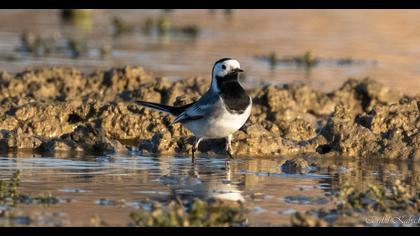 White Wagtail