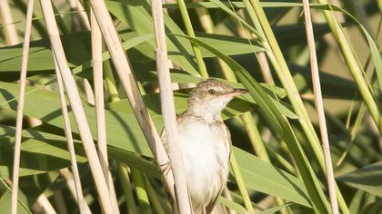Great Reed Warbler