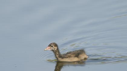 Little Grebe