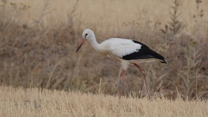White Stork