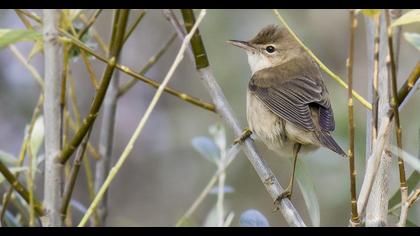 Marsh Warbler