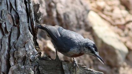 Krüper`s Nuthatch