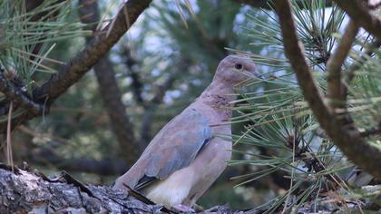 Laughing Dove