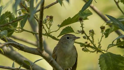 Common Nightingale