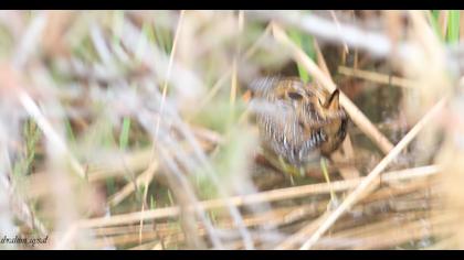 Spotted Crake