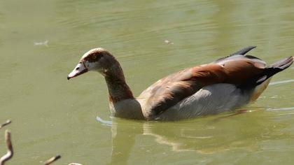 Egyptian Goose