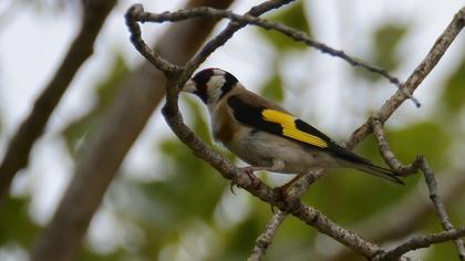 European Goldfinch