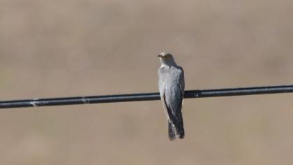 Common Cuckoo